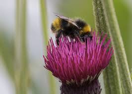 Attēlu rezultāti vaicājumam “Psithyrus sylvestris”