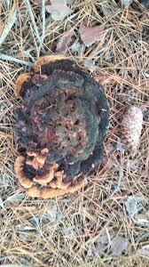 Attēlu rezultāti vaicājumam “Phellinus ferruginosus”