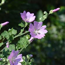 Image result for Lavatera thuringiaca