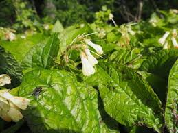 Attēlu rezultāti vaicājumam “Symphytum grandiflorum”