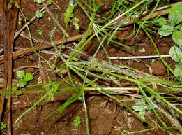 Attēlu rezultāti vaicājumam “Spergula arvensis”