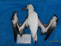 Image result for albatross dead chick