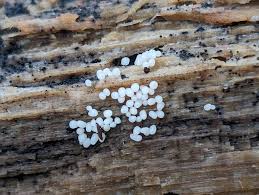 Attēlu rezultāti vaicājumam “Heterotrichia insignis (syn. Arcyria insignis) spores”