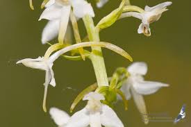 Attēlu rezultāti vaicājumam “Platanthera bifolia flower”