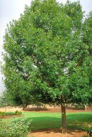 Attēlu rezultāti vaicājumam “Fraxinus pennsylvanica”
