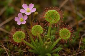 Attēlu rezultāti vaicājumam “Droseraceae”