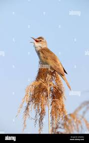 Attēlu rezultāti vaicājumam “Acrocephalus arundinaceus adult”