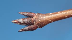 Attēlu rezultāti vaicājumam “Acer saccharinum bud”