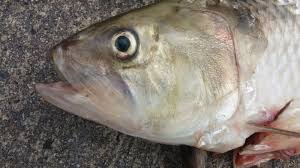 Image result for Alosa sapidissima