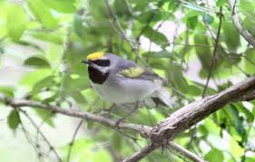 Image result for Vermivora chrysoptera