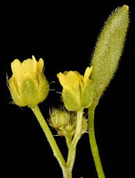 Attēlu rezultāti vaicājumam “Draba nemorosa fruit”