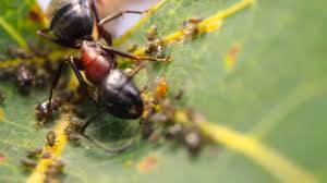 Attēlu rezultāti vaicājumam “Chaitophorus populeti”