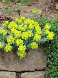 Image result for Wolfsmilch