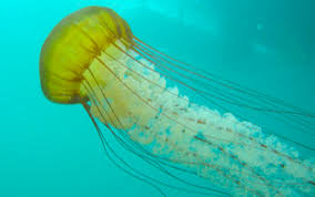 Attēlu rezultāti vaicājumam “Scyphozoa”