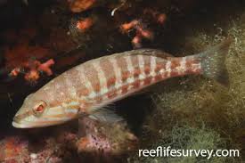 Image result for Serranus atricauda