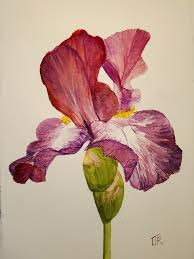 Image result for pheega