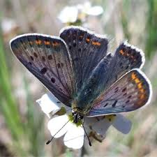 Attēlu rezultāti vaicājumam “Lycaena tityrus male”