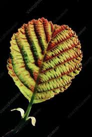 Attēlu rezultāti vaicājumam “Alnus glutinosa leaf”