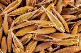 Attēlu rezultāti vaicājumam “Cynosurus cristatus”