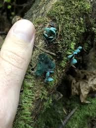 Attēlu rezultāti vaicājumam “Chlorociboria aeruginascens”