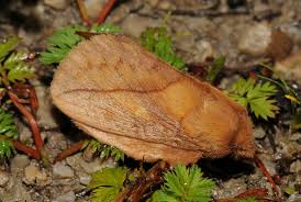 Attēlu rezultāti vaicājumam “Euthrix potatoria”