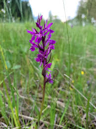 Attēlu rezultāti vaicājumam “Dactylorhiza traunsteineri”