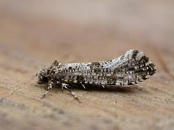 Attēlu rezultāti vaicājumam “Morophaga choragella”