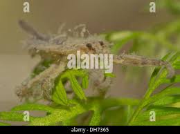 Attēlu rezultāti vaicājumam “Nepa cinerea nymph”