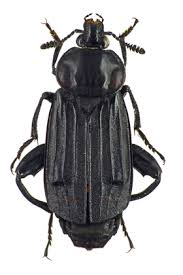 Attēlu rezultāti vaicājumam “Necrodes littoralis”