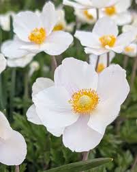 Attēlu rezultāti vaicājumam “Anemone sylvestris flower”