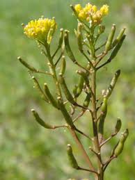 Attēlu rezultāti vaicājumam “Rorippa palustris leaf”
