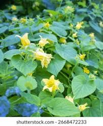 Attēlu rezultāti vaicājumam “Thladiantha dubia flower”