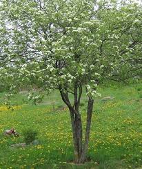 Attēlu rezultāti vaicājumam “Crataegus x macrocarpa”