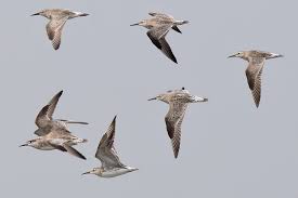 Image result for Calidris tenuirostris