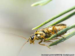 Attēlu rezultāti vaicājumam “Acantholyda posticalis”