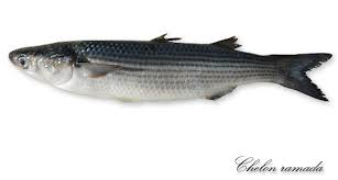 Image result for Chelon ramada