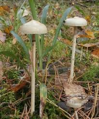 Attēlu rezultāti vaicājumam “Protostropharia alcis”