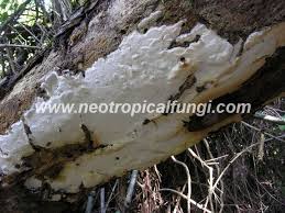 Attēlu rezultāti vaicājumam “Ceriporia”