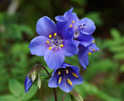 Attēlu rezultāti vaicājumam “Polemonium caeruleum”