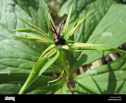 Attēlu rezultāti vaicājumam “Paris quadrifolia leaf”