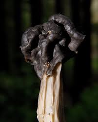 Attēlu rezultāti vaicājumam “Helvella lacunosa”