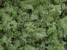 Attēlu rezultāti vaicājumam “Hylocomium splendens”