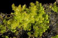 Attēlu rezultāti vaicājumam “Lophozia longidens”