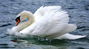 Attēlu rezultāti vaicājumam “Cygnus olor”