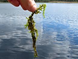 Attēlu rezultāti vaicājumam “Calliergon megalophyllum”