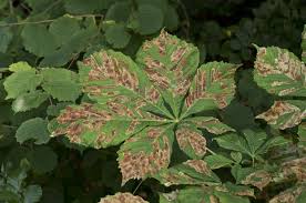 Attēlu rezultāti vaicājumam “Cameraria ohridella”