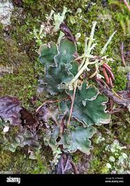 Attēlu rezultāti vaicājumam “Peltigera malacea”