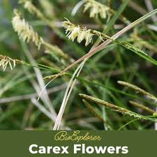 Attēlu rezultāti vaicājumam “Carex viridula”