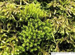 Attēlu rezultāti vaicājumam “Dichodontium pellucidum”