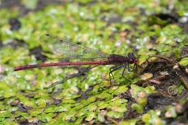 Attēlu rezultāti vaicājumam “Pyrrhosoma nymphula”